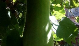 种瓜吃瓜人士,种瓜吃瓜，共享丰收喜悦