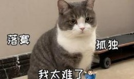 喵酱吃瓜,揭秘娱乐圈那些不为人知的幕后故事