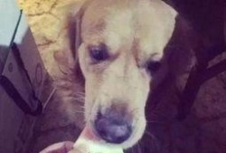 狗狗可以吃伏瓜吗怎么吃,如何安全喂食