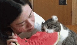 吃瓜小猫配音,揭秘娱乐圈那些事儿