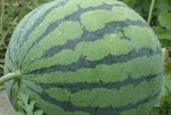 给朋友发吃瓜,一场惊心动魄的吃瓜大戏