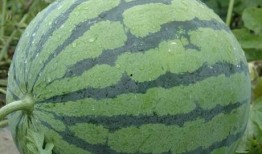 给朋友发吃瓜,一场惊心动魄的吃瓜大戏