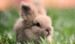 吃瓜小兔特效,揭秘网络红人背后的特效魅力