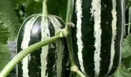 吃瓜博主洋瓜图片大全,吃瓜博主带你领略异国瓜果风采