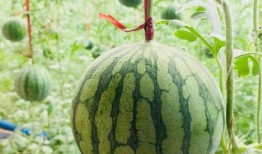 吃瓜群众不吃芹菜