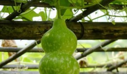 妈妈吃葫芦瓜图片,妈妈亲手烹饪的温馨滋味