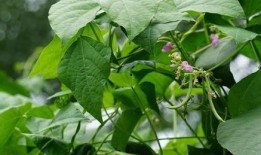 理智吃瓜树叶,揭秘树叶背后的秘密