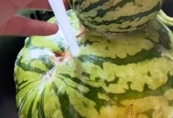 大悟有趣吃瓜视频,大悟吃瓜达人带你领略趣味视频盛宴