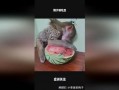 吃瓜大嘴哥,揭秘娱乐圈幕后真相的“瓜王”
