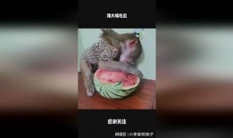 吃瓜大嘴哥,揭秘娱乐圈幕后真相的“瓜王”