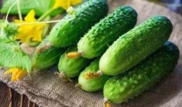 吃冰王瓜,冰王瓜的清凉诱惑