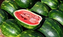 湖州吃瓜达人照片,瓜界新宠，瓜香四溢的美食探索之旅