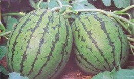 吃瓜医学,揭秘吃瓜医学生的趣味生活与医学知识