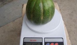 绿瓜可以吃吗,揭秘其可食用之谜