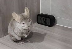 为所欲为吃瓜,揭秘网络时代的“吃瓜群众”现象