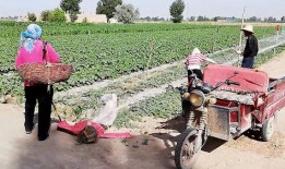 吃瓜地里的大叔