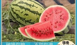 吃西药能吃楠瓜吗,西药与楠瓜同食的安全性探讨