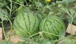 惠州龙门吃瓜事件,一场引发热议的街头冲突纪实