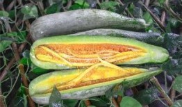 吃瓜国产网红,揭秘国产网红的吃瓜日常