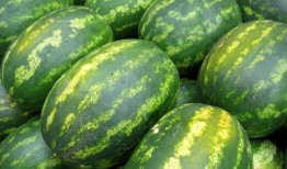 麒麟西瓜吃瓜小福品牌瓜,吃瓜小福品牌瓜，夏日清凉新选择