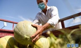 吃新疆老汉瓜视频,舌尖上的新疆风情